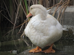 Anas platyrhynchos × Cairina moschata