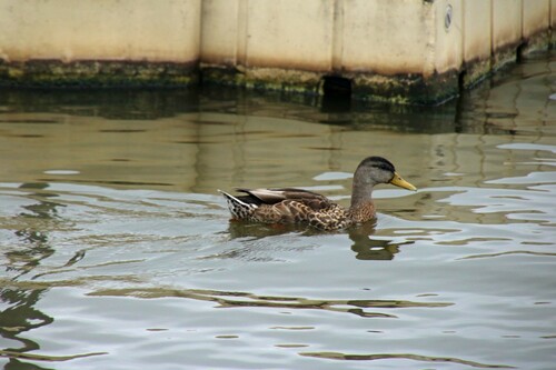 Mallard photographed in Iowa