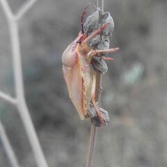 Carpocoris