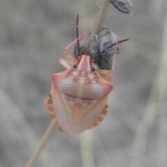 Carpocoris