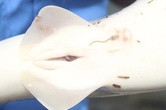 Carcharhinus plumbeus