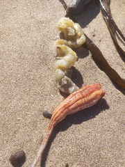 Styela montereyensis