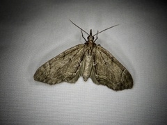 Lobophorodes obscuraria