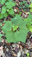 Malvaviscus arboreus