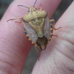 Carpocoris
