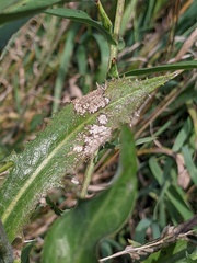 Lactuca ludoviciana