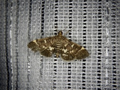 Piletocera sodalis