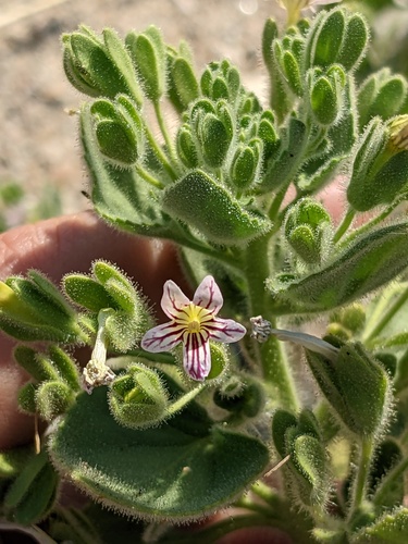 Camptoloma rotundifolium (Camptoloma rotundifolium)