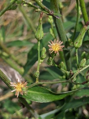 Lactuca ludoviciana