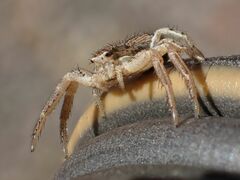 Xysticus