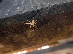 Philodromus