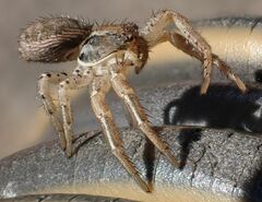 Xysticus