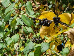 Rhamnus cathartica