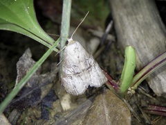 Bryophilina mollicula