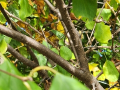 Rhamnus cathartica