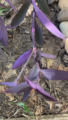 Tradescantia pallida
