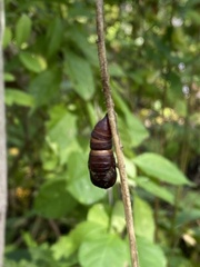 Erebidae