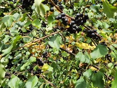 Rhamnus cathartica
