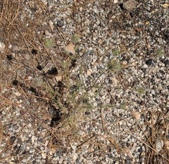 Cordylanthus rigidus