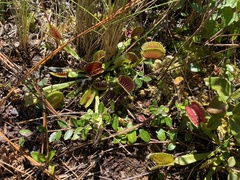 Dionaea muscipula