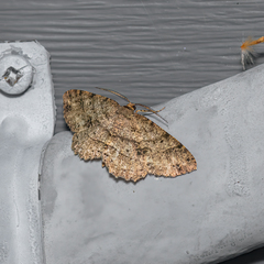 Melanolophia canadaria