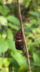 Erebidae
