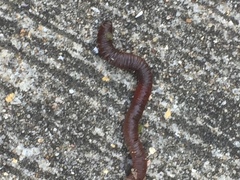 Lumbricus rubellus