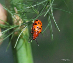 Crioceris duodecimpunctata