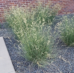 Bouteloua gracilis