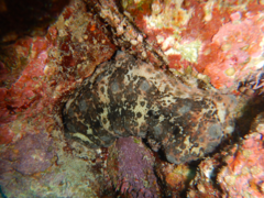 Stichopus monotuberculatus