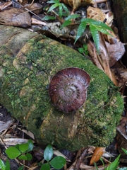 Solaropsis gibboni