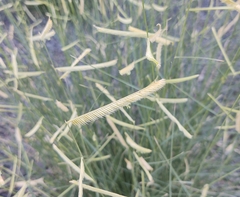 Bouteloua gracilis