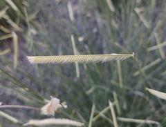 Bouteloua gracilis