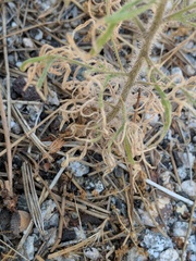 Cordylanthus rigidus