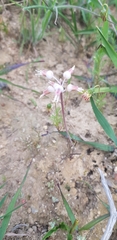 Lachenalia polyphylla