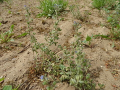 Veronica triphyllos
