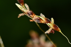 Sorghum nitidum
