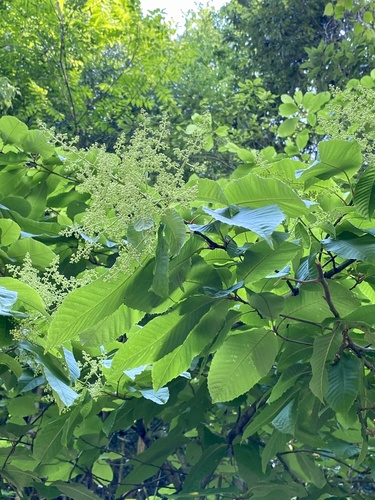 Meliosma myriantha (Meliosma myriantha)