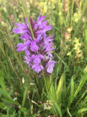 Dactylorhiza praetermissa junialis