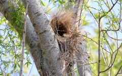 Pitangus sulphuratus