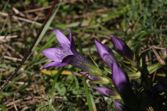 Gentianella rhaetica