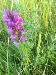 Dactylorhiza praetermissa junialis