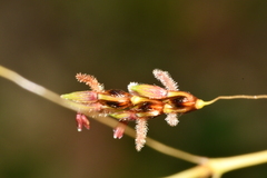 Sorghum nitidum