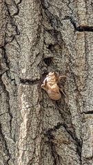 Megatibicen dealbatus