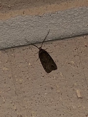 Agonopterix heracliana
