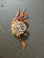 Telmessus cheiragonus