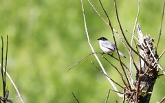 Microspingus melanoleucus