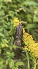 Agrotis ipsilon