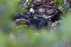 Passerella iliaca