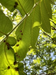 Juglans ailantifolia